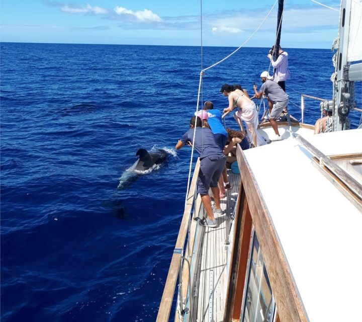 Funchal: Dolphin and Whale Watching Sailing Trip - Onboard comfort: a small yacht, drinks, and a calmer pace