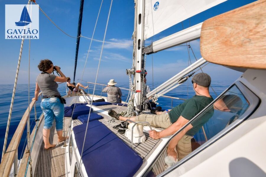 Funchal: Dolphin and Whale Watching Sailing Trip - Price and value: is $47 a good deal for Madeira wildlife + a water stop?