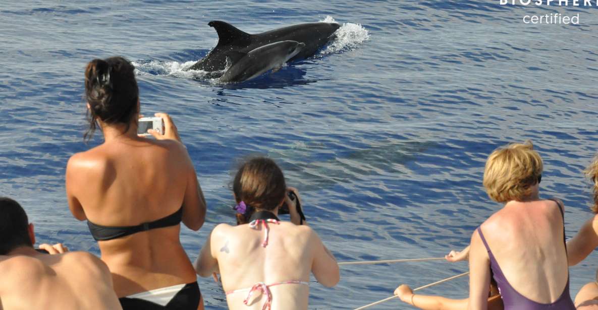 Funchal: Pico Arieiro, Cristo Rei and Dolphins Watching - Key points before you go (Funchal Jeep + Dolphins)