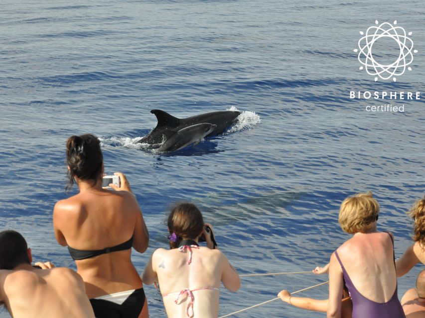 Funchal: Pico Arieiro, Cristo Rei and Dolphins Watching - What dolphins watching feels like on a practical day