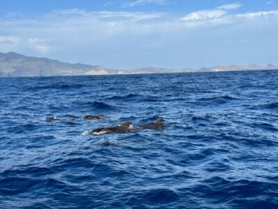 Funchal: RIB Whale Watching Cruise and Optional Dolphin Swim - How Wildlife Spotting Works Off Madeira’s Coast