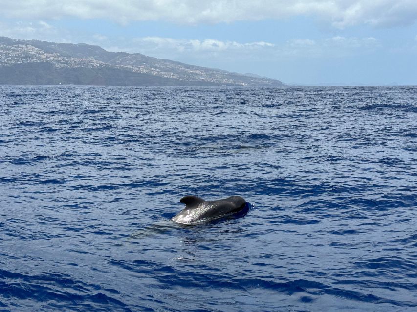 Funchal: RIB Whale Watching Cruise and Optional Dolphin Swim - Whales and Dolphins Up Close, Without the Circus