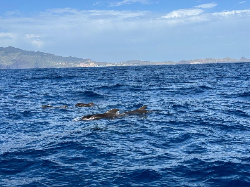 Funchal: RIB Whale Watching Cruise and Optional Dolphin Swim - How Wildlife Spotting Works Off Madeira’s Coast