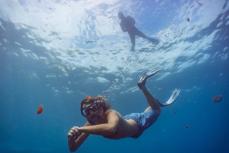 Funchal: Snorkeling Adventure in Eco-Park / Shore or by Boat - Key highlights to know before you go