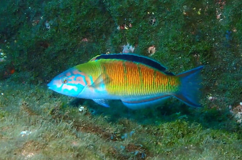 Funchal: Snorkeling Adventure in Eco-Park / Shore or by Boat - The guided boat option in a protected marine reserve
