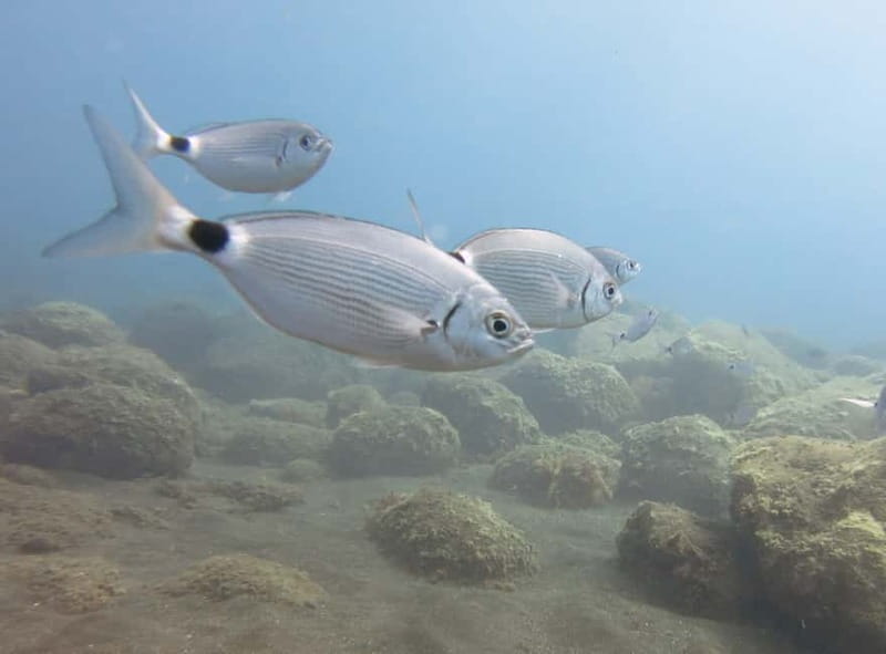 Funchal: Snorkeling Adventure in Eco-Park / Shore or by Boat - What you can realistically see: fish names you’ll recognize