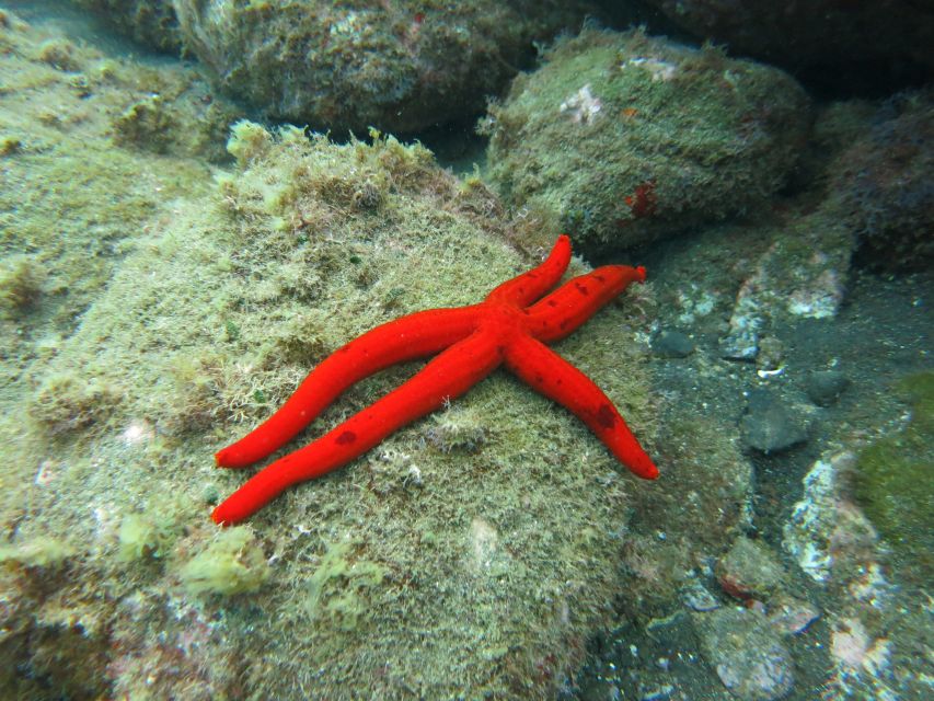 Funchal: Snorkeling Adventure in Eco-Park / Shore or by Boat - Value check: $17 for gear, lesson, and real underwater time