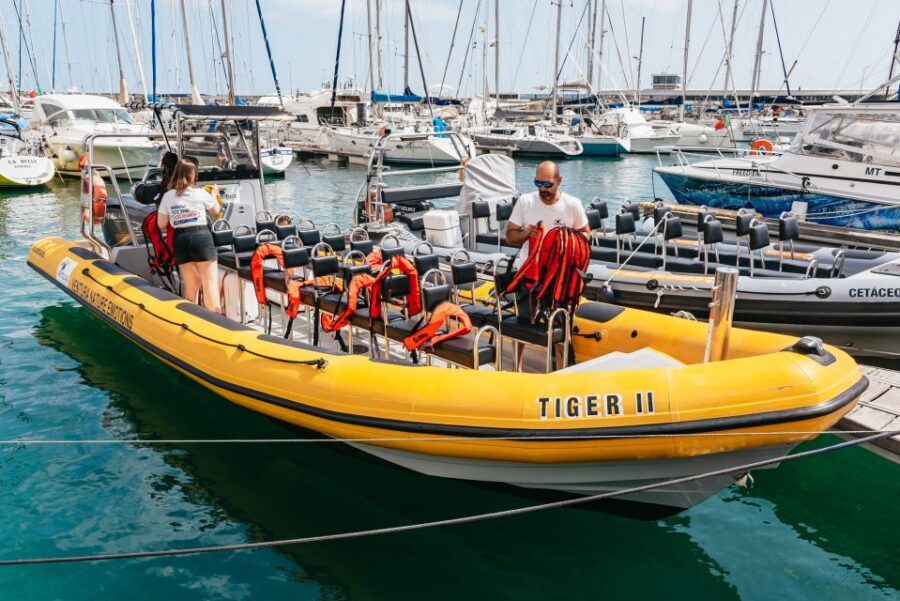 Funchal: Whale and Dolphin Watching Speed Boat Tour - Key things to know before you go