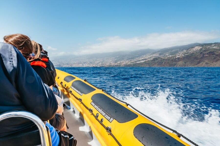 Funchal: Whale and Dolphin Watching Speed Boat Tour - Who this tour suits best (and who should look at alternatives)