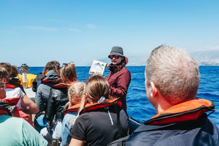 Funchal: Whale and Dolphin Watching Speed Boat Tour - The speed boat approach: why this tour works for real whale-and-dolphin spotting