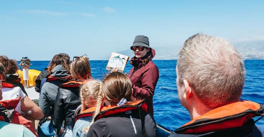 Funchal: Whale and Dolphin Watching Speed Boat Tour - The 2.5-hour game plan: what happens once you leave the marina