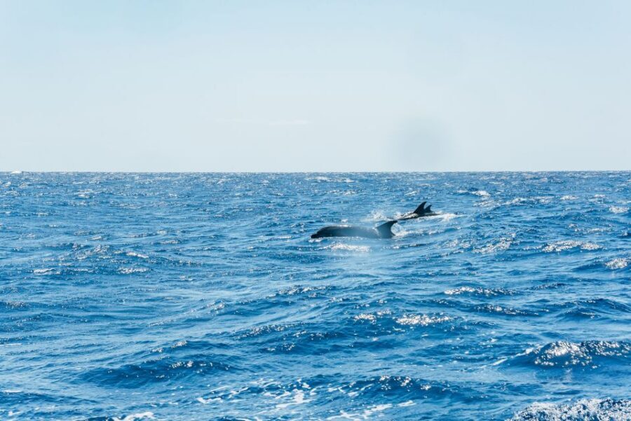 Funchal: Whale and Dolphin Watching Speed Boat Tour - The marine biologist factor: how you’ll actually identify what you see