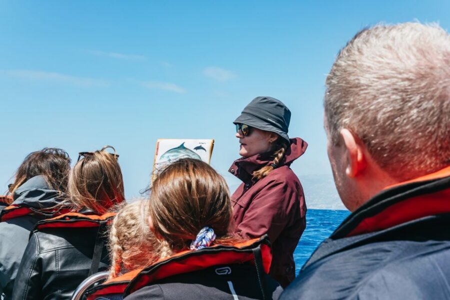 Funchal: Whale and Dolphin Watching Speed Boat Tour - What you might spot around Madeira’s coast (and what to expect if luck varies)