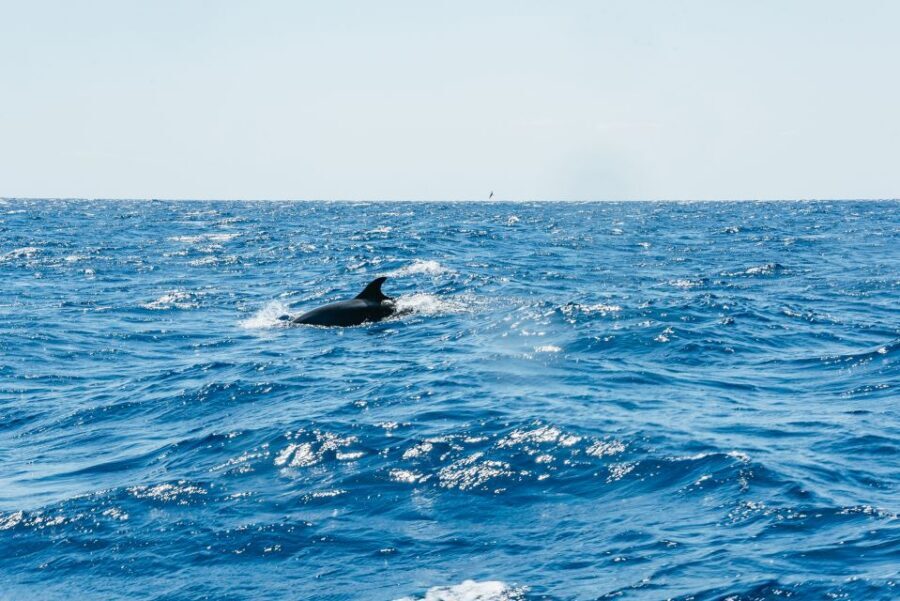Funchal: Whale and Dolphin Watching Speed Boat Tour - Gear and manners: what to bring and what not to do