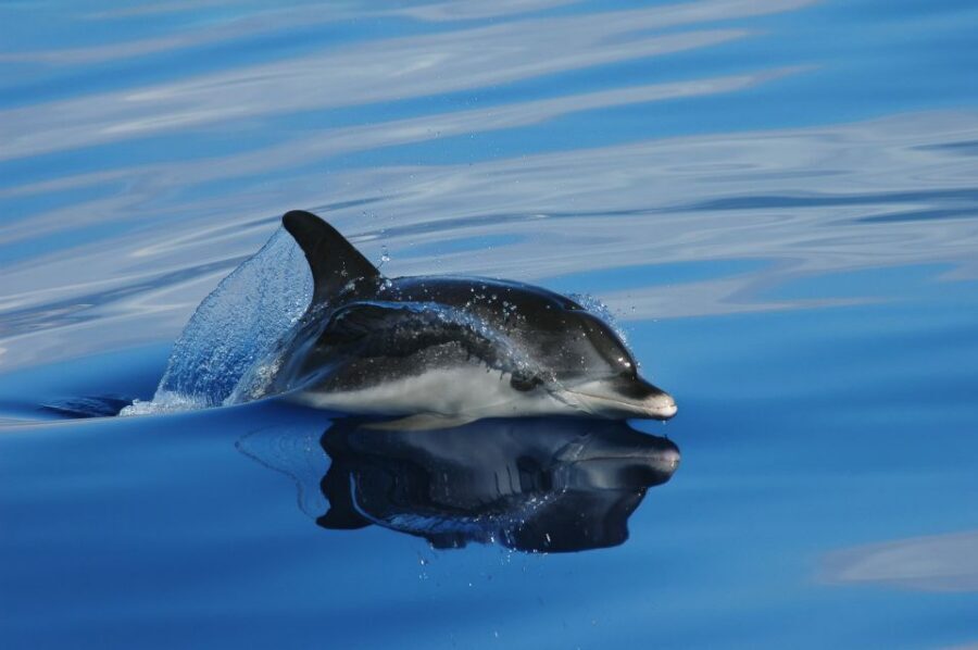Funchal: Whale and Dolphin Watching Speed Boat Tour - Starting in Funchal: the pier-side meet and what you’ll feel right away