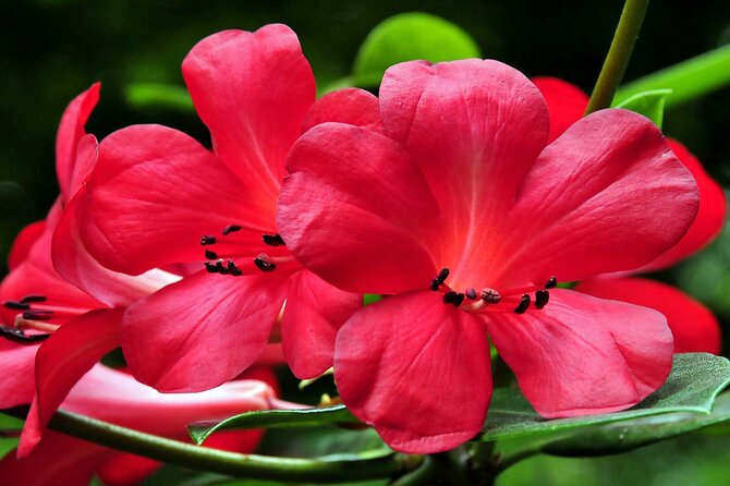 Furnas & Terra Nostra Park: Biologist-guided Botanic Tour +lunch - Price and value: what $103.33 really buys you