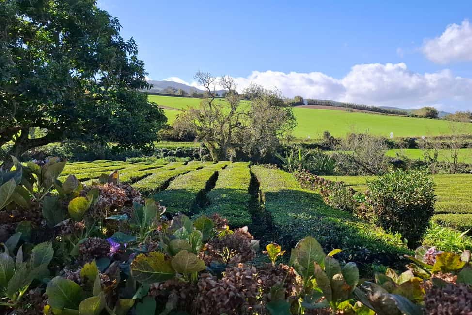 Furnas: Volcano Crater, Lake, Tea Plantation, and Waterfall - Santa Iria Lookout: Start With East Coast Volcanic Drama