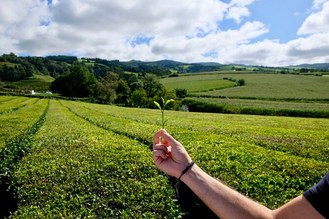 Furnas Volcano & Tea Plantation With Traditional Lunch, East Tour - Lagoa das Furnas: watching cozido cook underground
