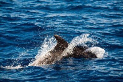 Glass Bottom Boat Tour & Snorkeling in São Miguel, Azores - Snorkeling by the islet and near Praia da Pedreira