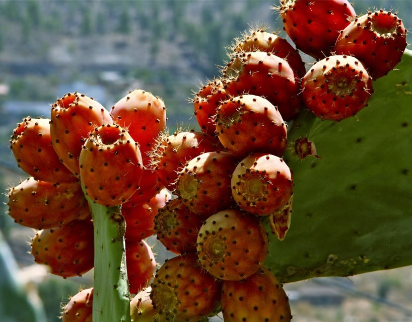 Gran Canaria: 6-Hour Teror and San Mateo Markets Tour - Pickup and logistics: the part that can surprise you