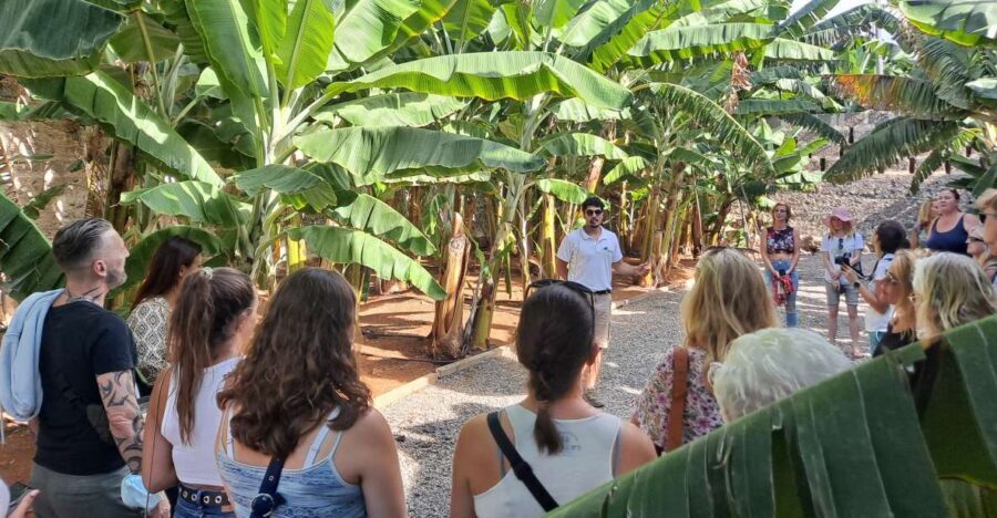Gran Canaria: Banana World Guided Tour & Tasting - Museo del Platano start: snacks, safety briefing, and quick orientation
