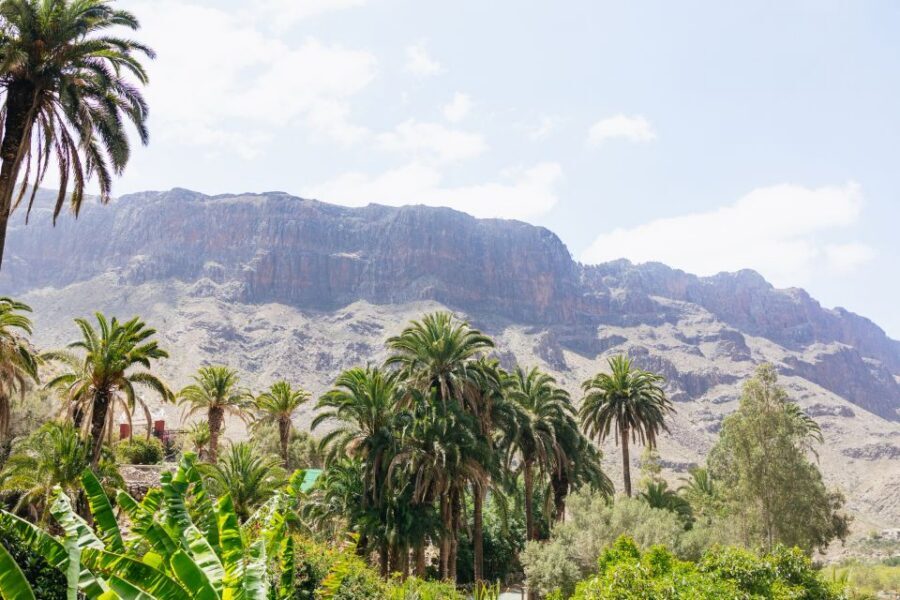 Gran Canaria: Camel Ride Safari w/ Optional Food & Transport - Key things to know before you go