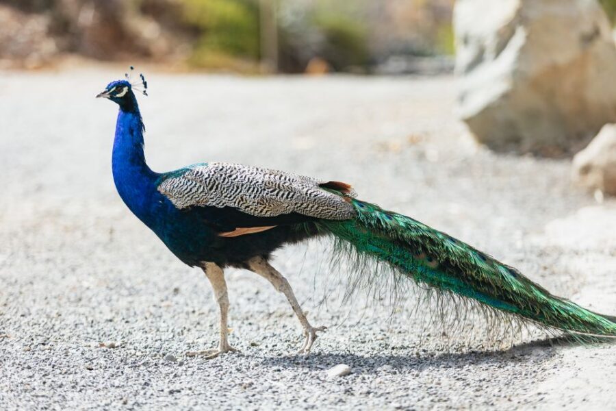 Gran Canaria: Camel Ride Safari w/ Optional Food & Transport - Tropical gardens and fruit trees you can actually see up close