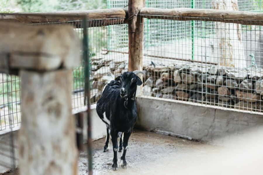 Gran Canaria: Camel Ride Safari w/ Optional Food & Transport - Farm animals, camel encounters, and the real deal on feeding