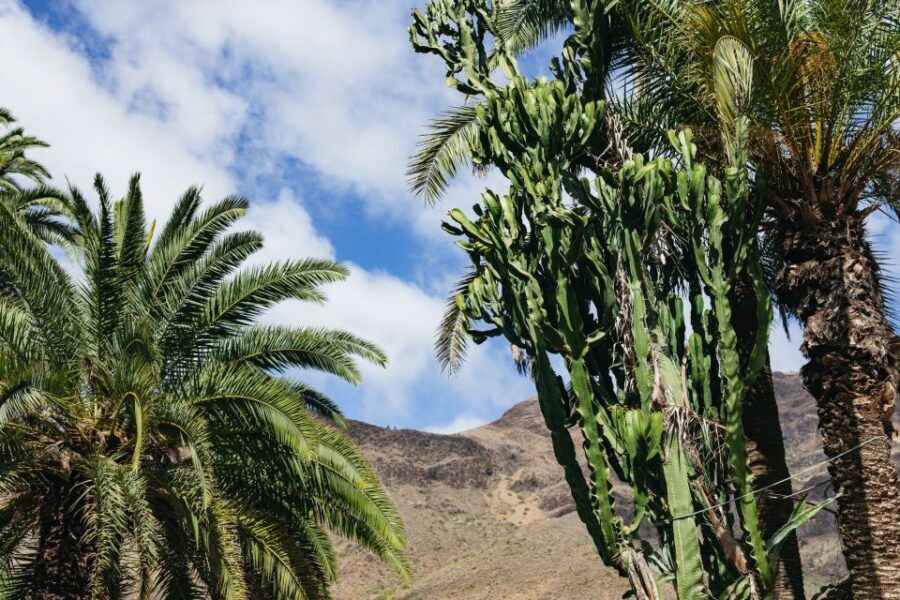 Gran Canaria: Camel Ride Safari w/ Optional Food & Transport - Who should book this camel safari (and who shouldn’t)