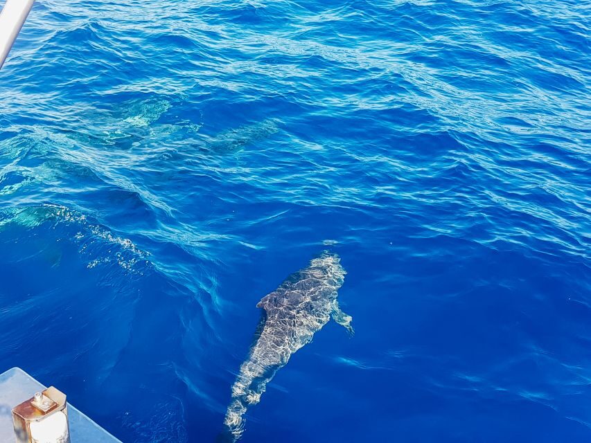 Gran Canaria: Catamaran Dolphin Watch Cruise with Snorkeling - When the sea gets choppy: who should reconsider