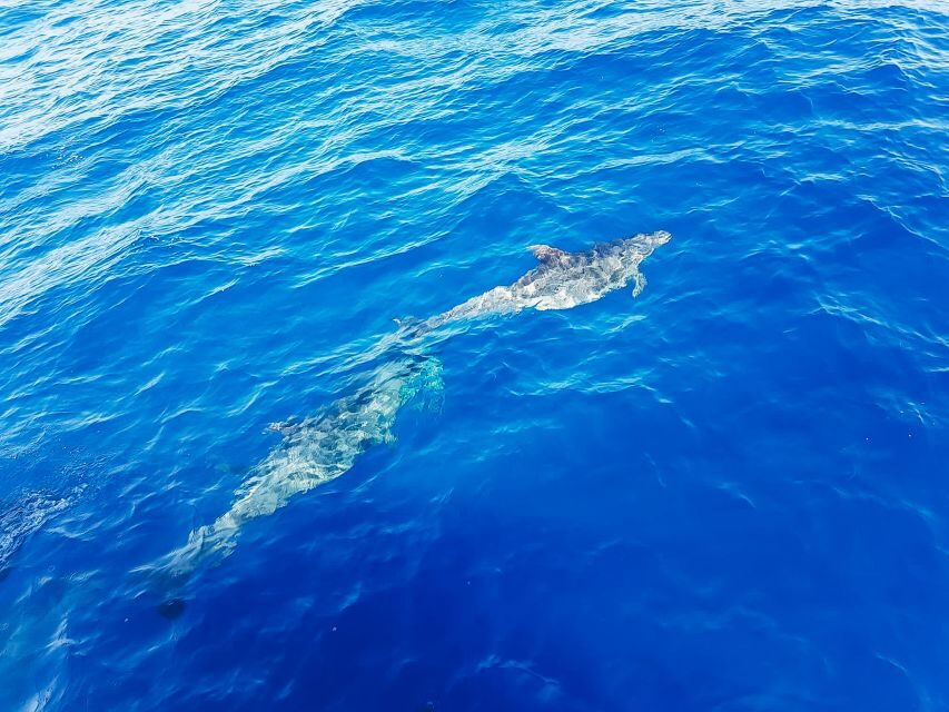 Gran Canaria: Catamaran Dolphin Watch Cruise with Snorkeling - Who this cruise fits best