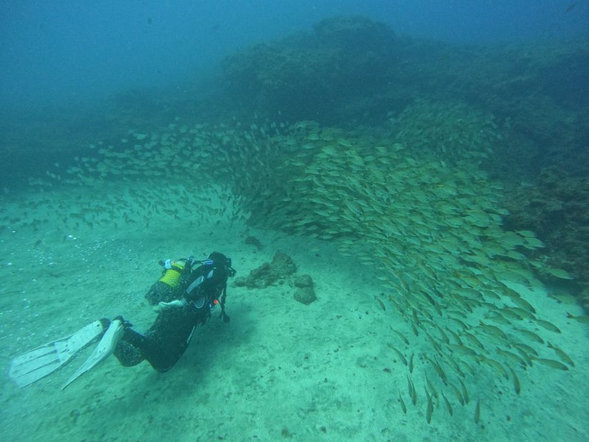 Gran Canaria: Discover Scuba Diving - Free Transfers - Key Highlights You’ll Actually Care About