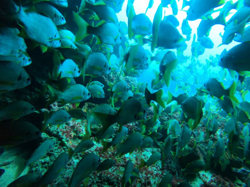 Gran Canaria: Discover Scuba Diving - Free Transfers - Back on Land: Drop-Off in Time for Lunch