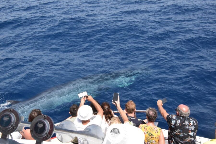 Gran Canaria: Dolphin and Whale Watching Cruise - Quick Hits Before You Go