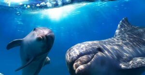 Gran Canaria: Dolphin and Whale Watching Cruise - Where You Meet the Boat in Puerto Rico (and Why Timing Matters)