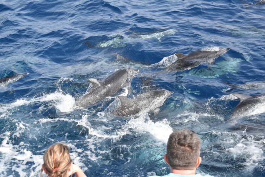 Gran Canaria: Dolphin and Whale Watching Cruise - Where You’ll Go Offshore (and Why That Range Matters)