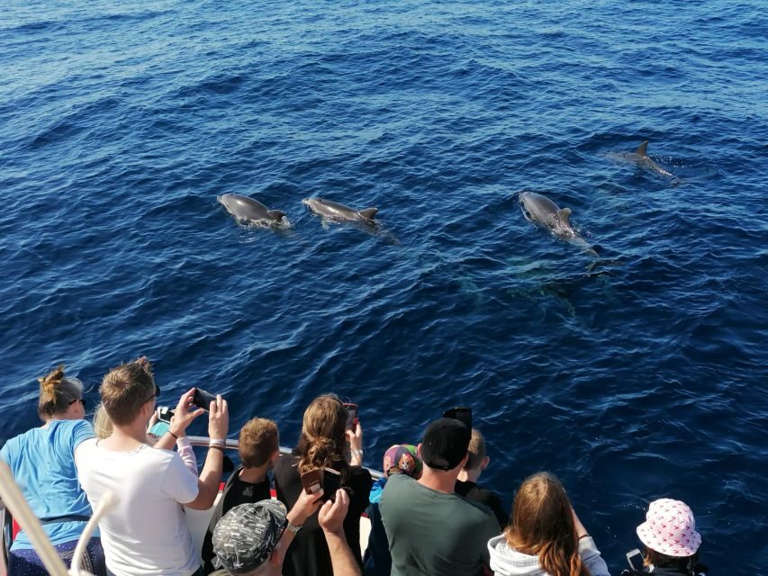 Gran Canaria: Dolphin and Whale Watching Cruise - What Happens on Board: Drinks, Snacks, and a Realistic Pace