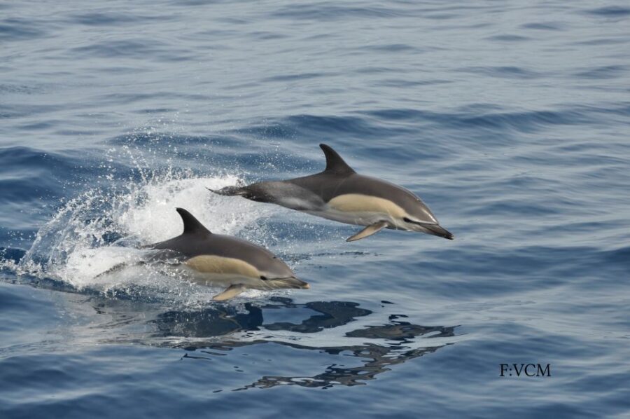 Gran Canaria: Dolphin and Whale Watching Cruise - Pickup and Getting Back: The Part People Forget to Budget For