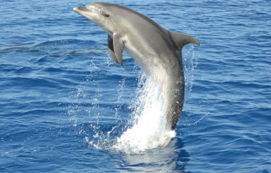 Gran Canaria: Dolphin and Whale Watching Cruise - My Booking Verdict: Should You Go on Multiacuatic’s Dolphin Cruise?
