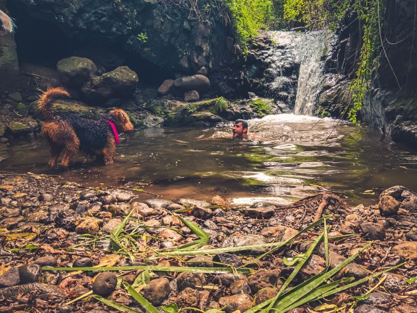 Gran Canaria: Guided Day Tour to Rainforest with Tasting - How the timing and pacing affect your comfort