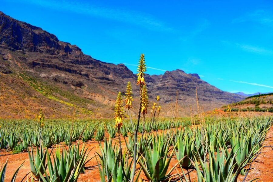 Gran Canaria Highlights Full-Day Tour by Bus - Key takeaways