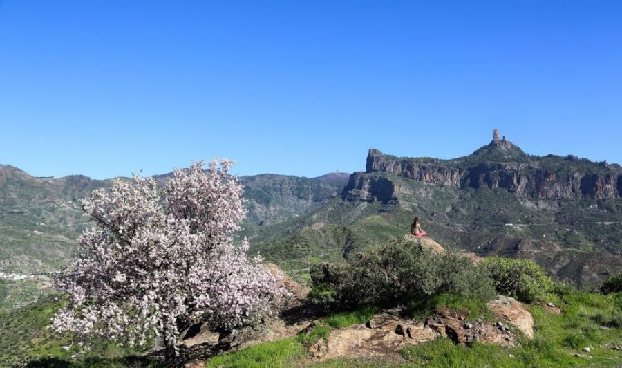 Gran Canaria Highlights Full-Day Tour by Bus - Finca Canarias Aloe Vera: shopping without the pressure (mostly)