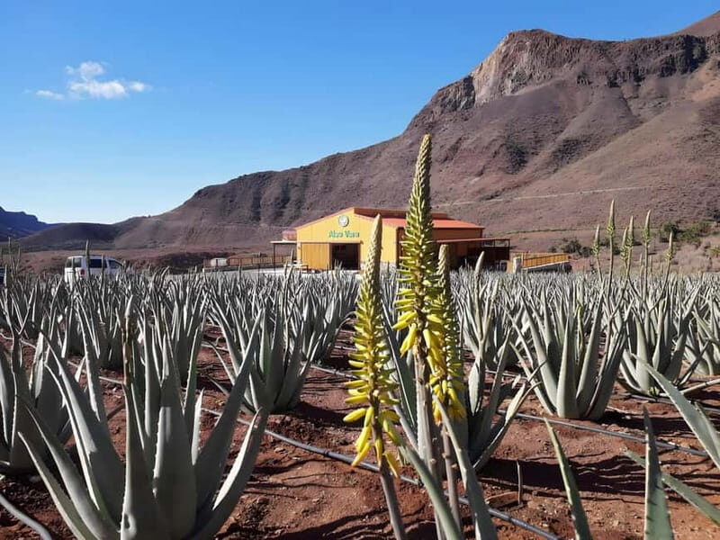 Gran Canaria: Island Highlights Tour with Optional Lunch - Pico de las Nieves and Roque Nublo: where the island picture gets real