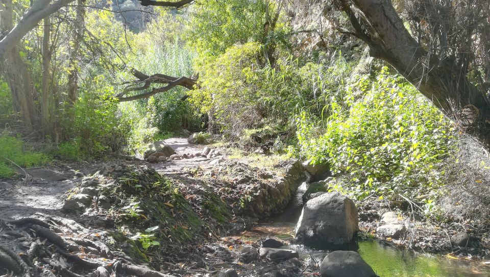 Gran Canaria: "Magic Waterfalls" Hiking Tour - Route Details You Can Plan Around: 7 km, 240 m Up (and Down)