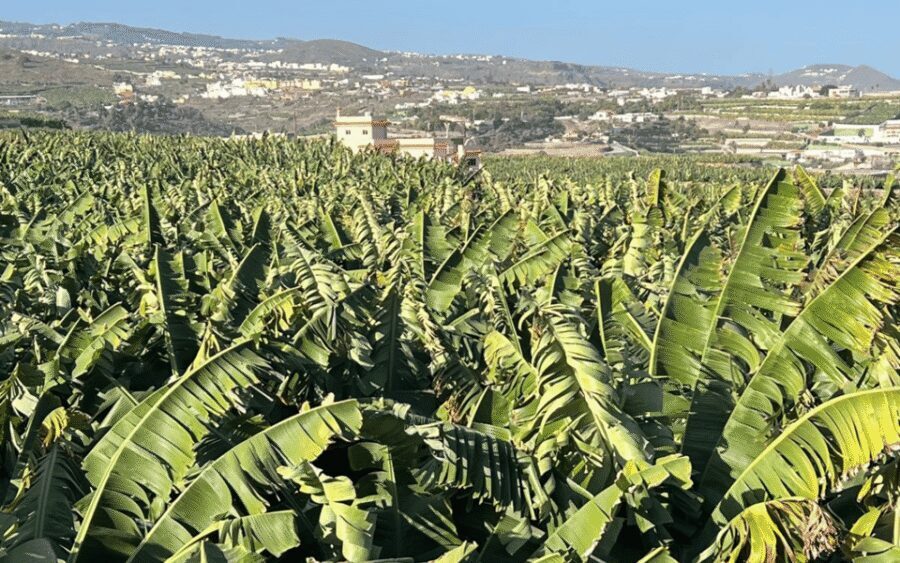 Gran Canaria: Rum, Wines and Banana Tour - Key highlights to watch for