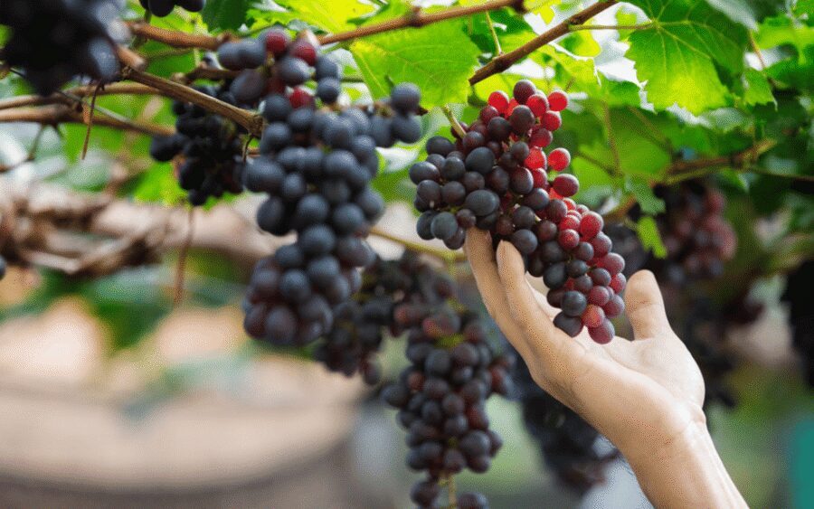 Gran Canaria: Rum, Wines and Banana Tour - A north Gran Canaria food-and-culture day, built around tastings
