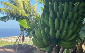 Gran Canaria: Rum, Wines and Banana Tour - Arehucas Rum in Arucas: sugarcane to a long tasting line