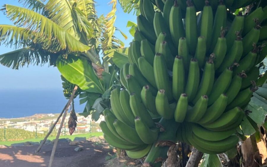 Gran Canaria: Rum, Wines and Banana Tour - Transportation and timing: pickup at Parque Tropical, then a slow crawl
