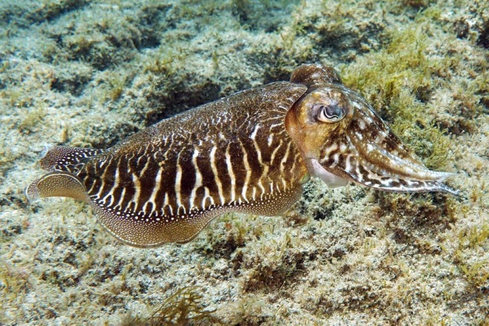 Gran Canaria: Scuba Diving for Beginners - The gear moment: everything you wear is part of the lesson