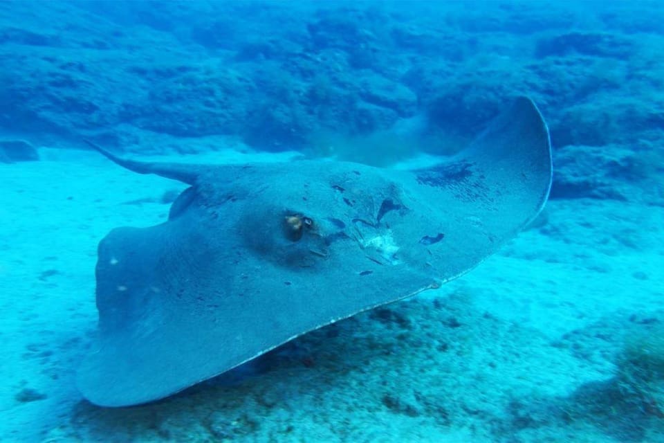 Gran Canaria: Scuba Diving for Beginners - The open-water part: your supervised session up to 12 meters